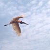 Jabiru